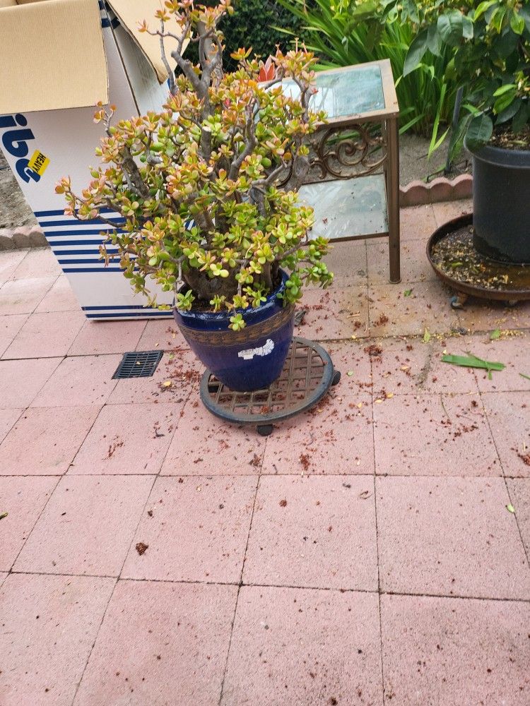 Jade Plant In Expensive Pot, $50