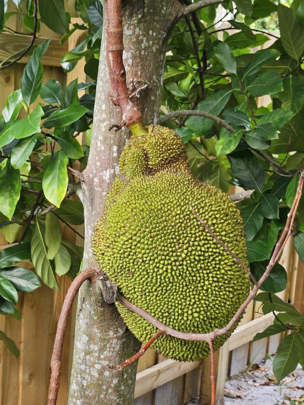 Jackfruit 