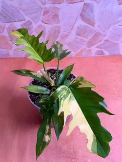 Philodendron x Tortum Variegated Plant - 5inch #3