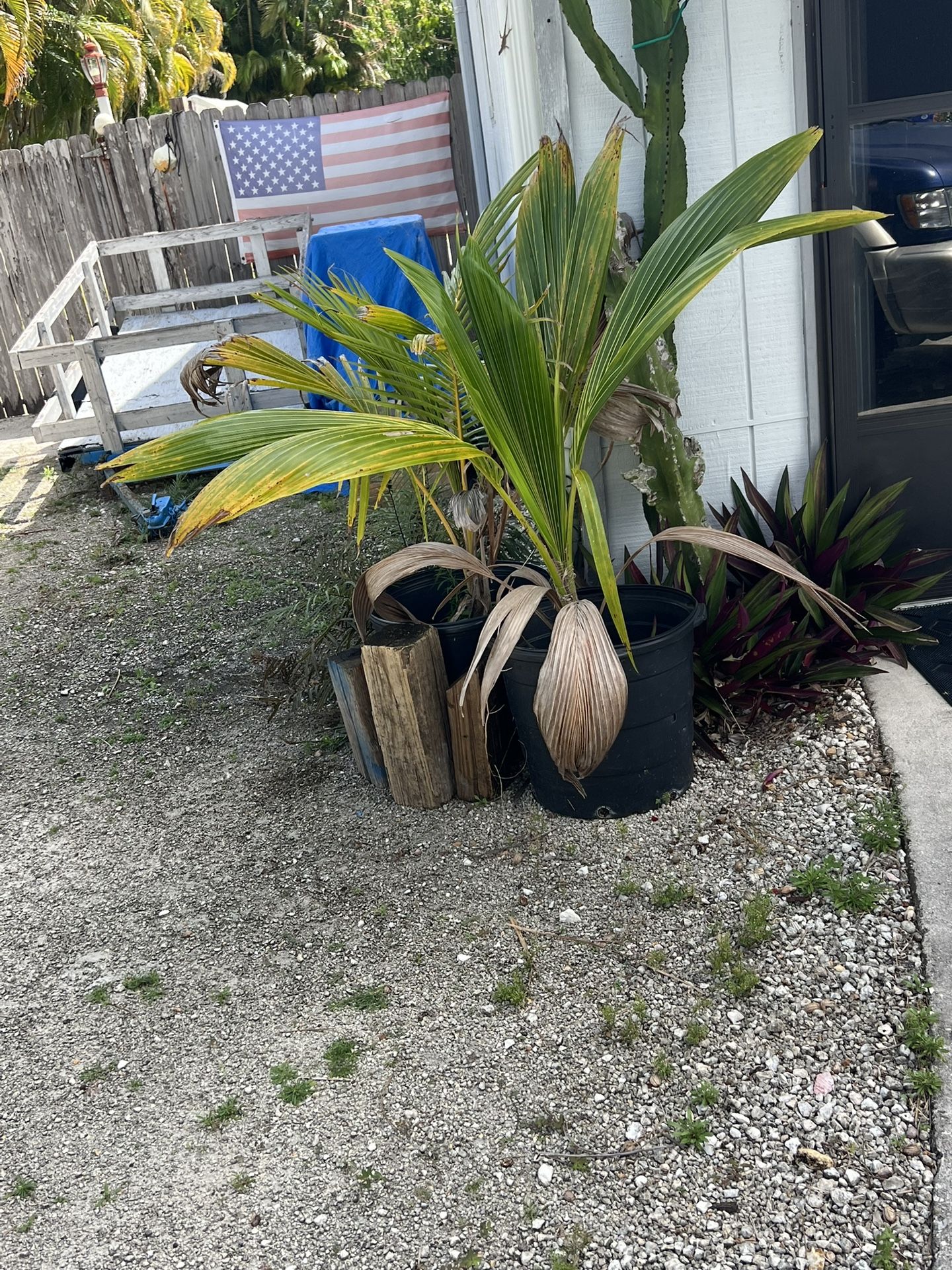Coconut Palms