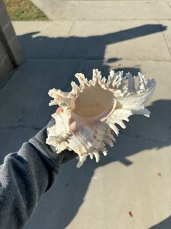 Large Conch Shell