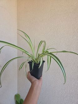 Plant