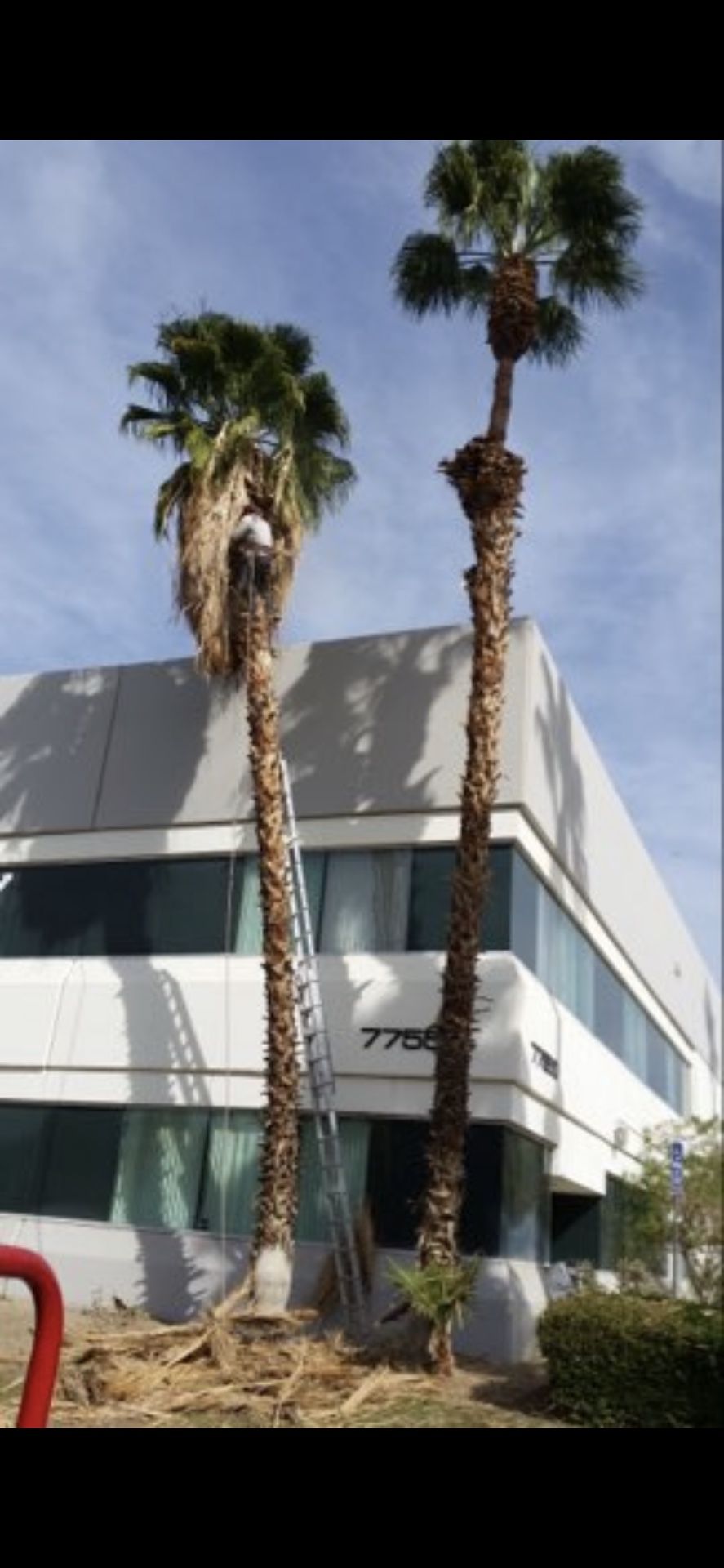 Palm Tree Trimming