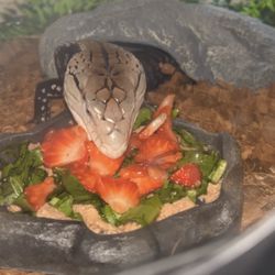 Toy Indonesian Skink