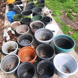 Plastic Planting Pots (Over 60+)  