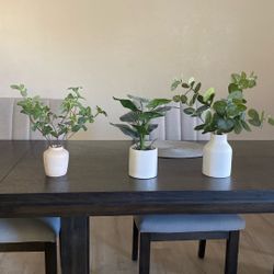 Decorative Plants 