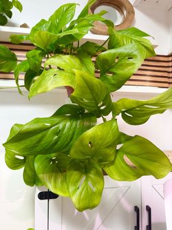 Plants (8”pot🌿Monstera Lechleriana )