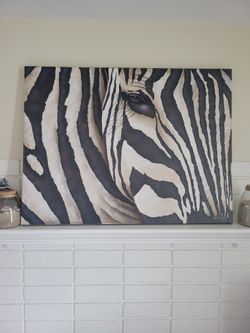 Zebra Picture