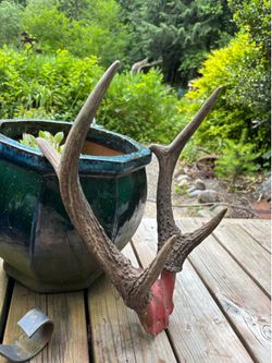 Antlers