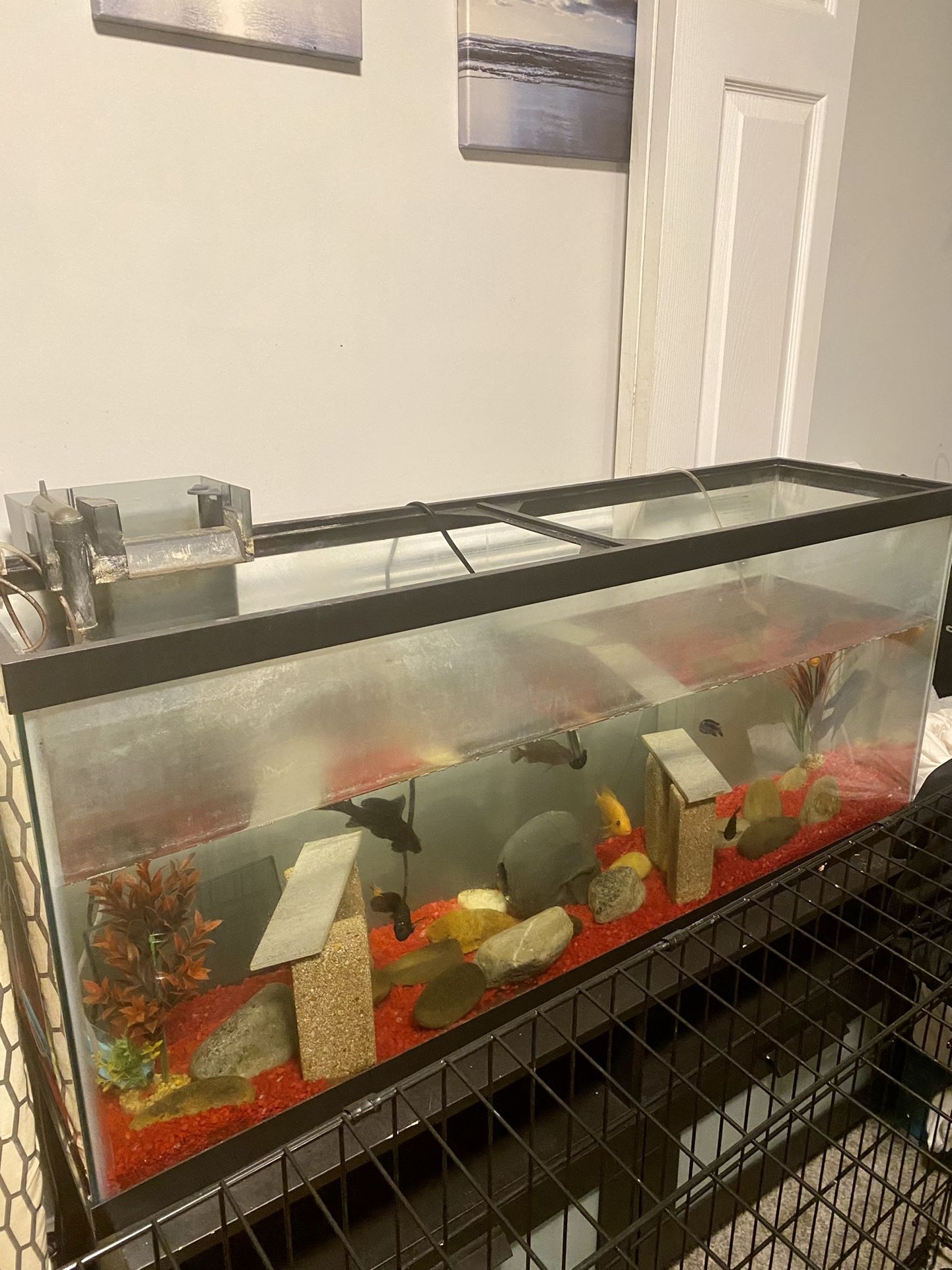 55 Gallon Tank With Fluval Filter 