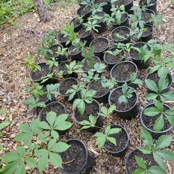 Lots Of Healthy Horse Chestnut Trees