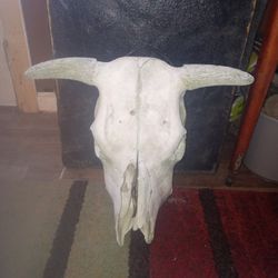 Bull Skull