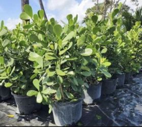 Clusia plants 7 & 15 gallons available