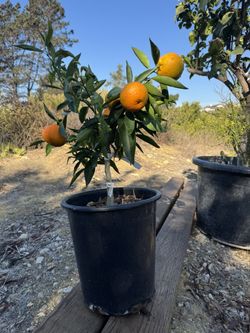 Clementine Mandarin Tree