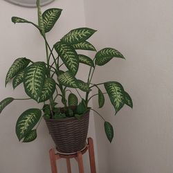 Dumb cane plant
