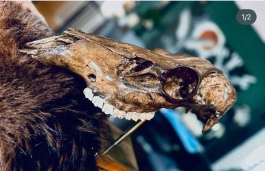 Mounted Elk (cow) Skull - oddities bones