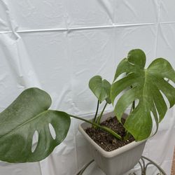 HERMOSAS PLANTAS NATURALES “MOSTERA DELICIOSA PLANT 