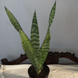 20” Snake Plant 