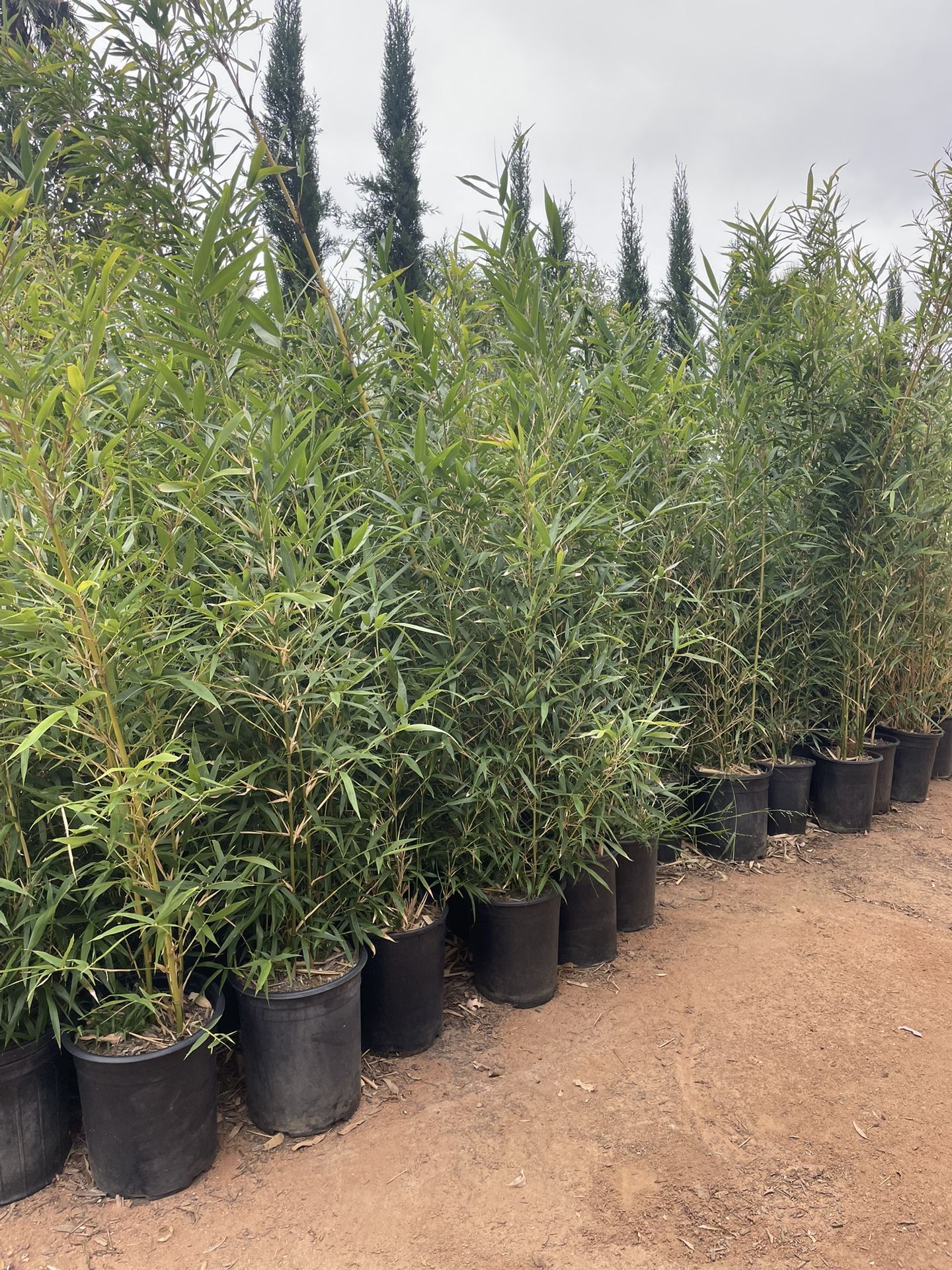 Bamboo Plants- 5 Gallon Size- Multiple Varieties Available- Approximately 4-6 Feet Tall