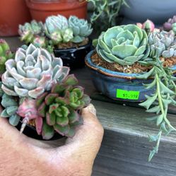 Decorative Succulent Pots Great For Center Pieces 