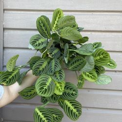 6” Big Maranta Leuconera Lemon Lime