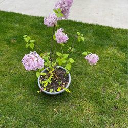 Maidens lilac blush tree