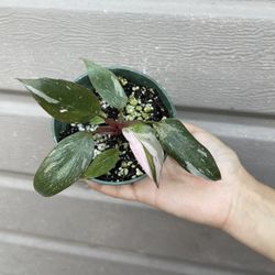 4” Philodendron Pink Princess Marble ( Not Normal Pink Princess )