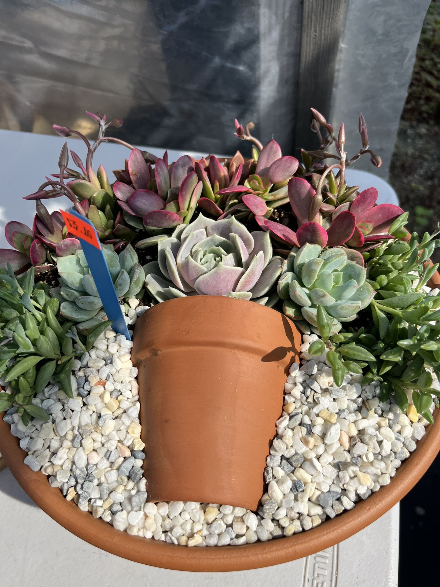 Succulent Arrangements Ready For Mothers Day From $7 And Up