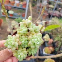 Korean Caviar Succulent 