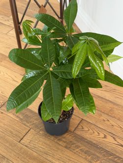 Money tree