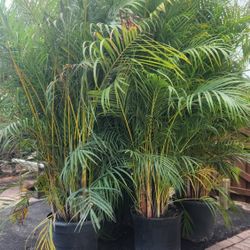 Gorgeous Arecas Palms For Inmediate Privacy!!! About 9 Feet Tall! Fertilized 