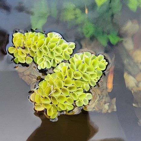 6 Salvinia Cucullata Floating Plants For Aquariums