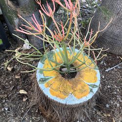 A Tree Trunk Used As A Flower Pot With A Real Fire Pencil Succulent Plant