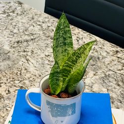 Sensevieria plant