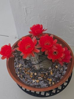 Plants for sale