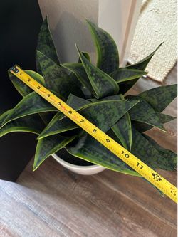 Faux Snake plant
