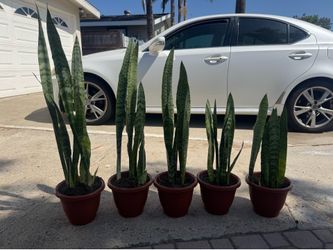 Snake plant 10$ each