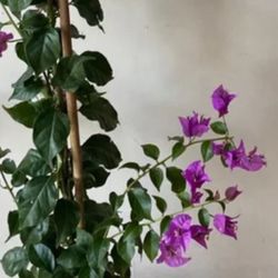 Planta de Buganvilla 