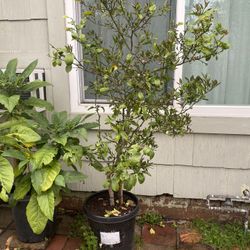 Green lemon Plant