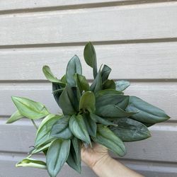 6” Scindapsus Moonlight