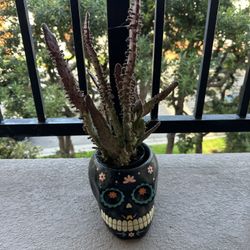 Cactus With Skull Pot