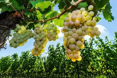 Muscat grape vine