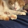 Kitti