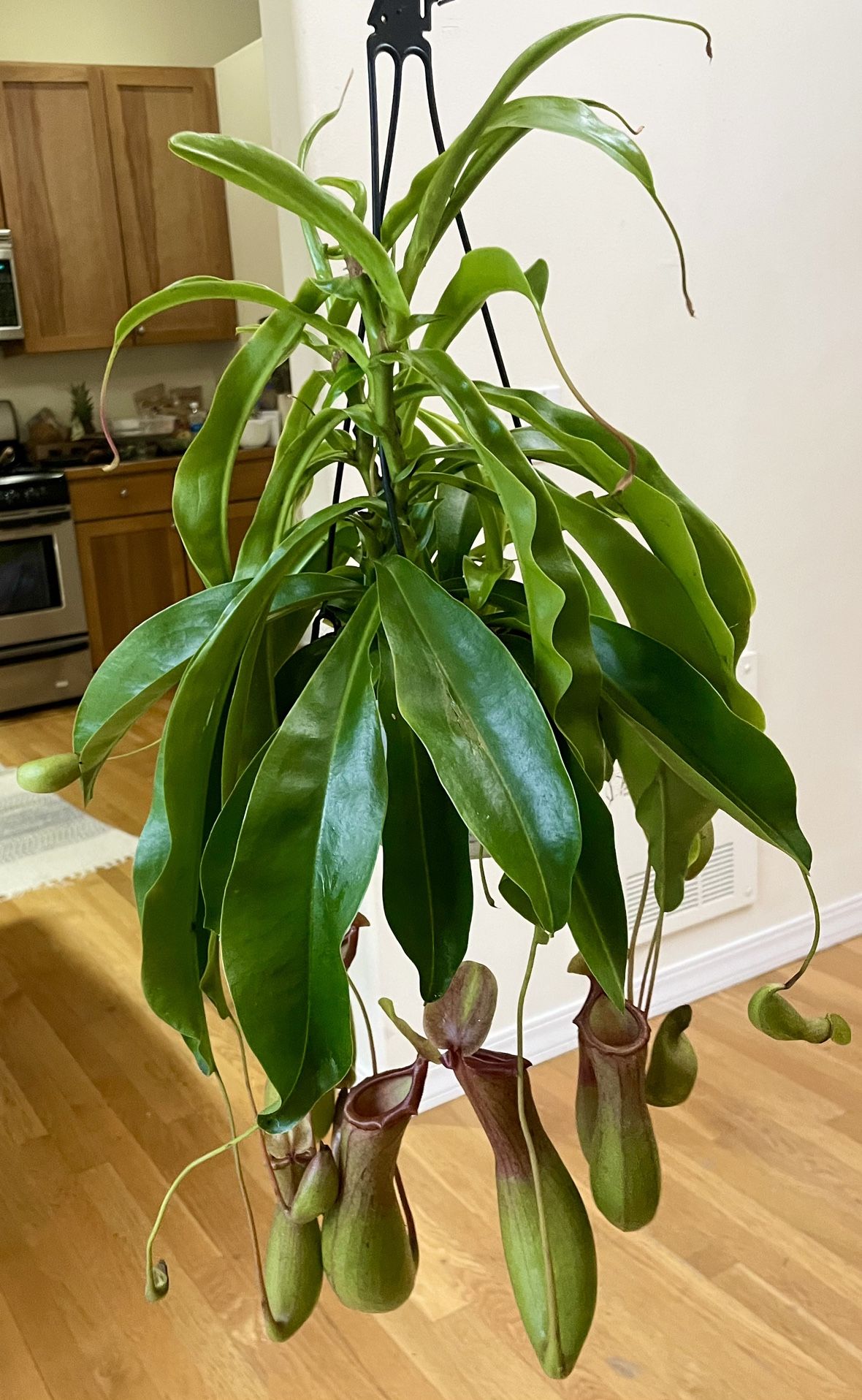 Live Pitcher Plant in Hanging Pot / Carnivorous Plant / Free Delivery Available