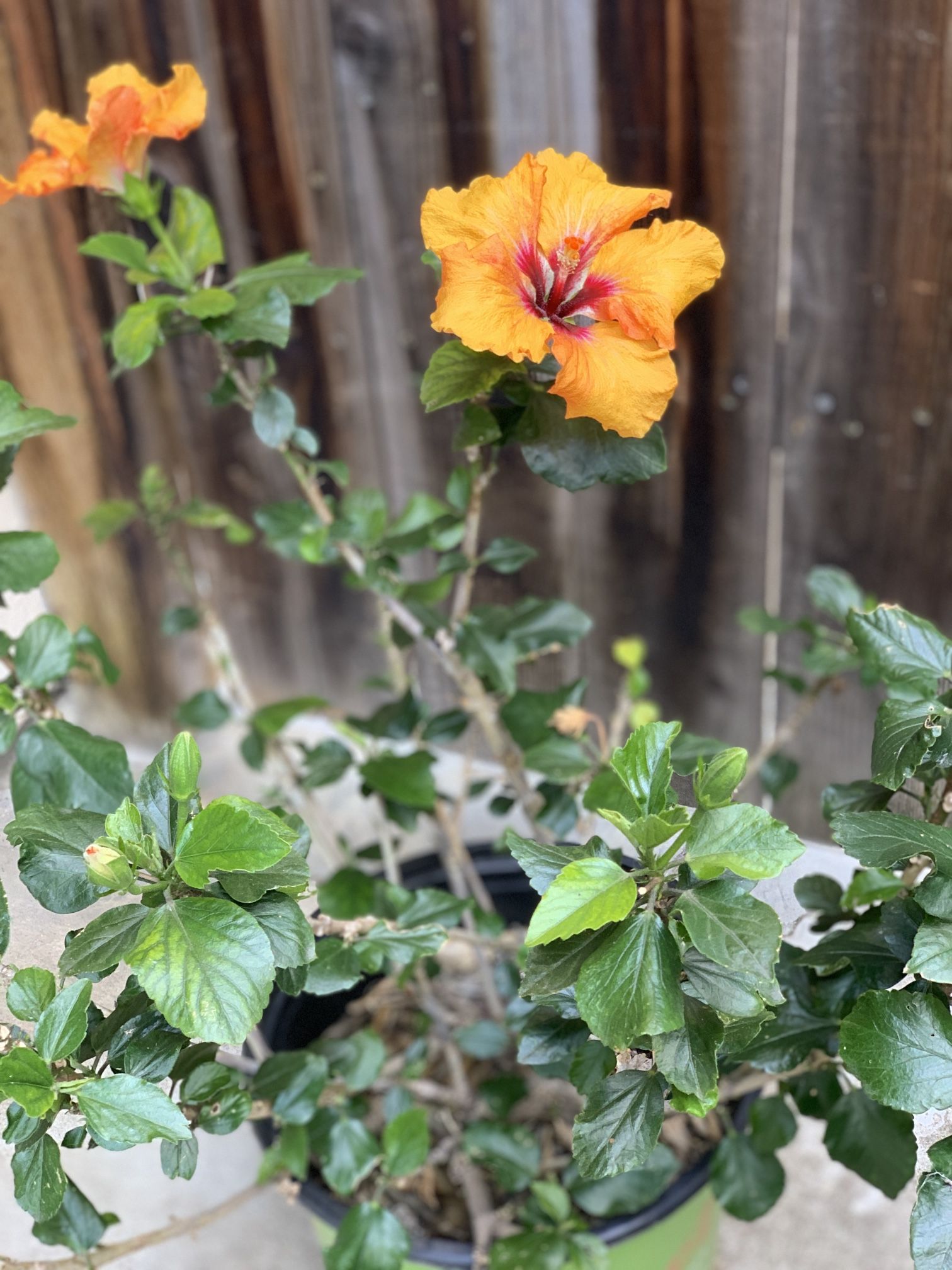 Hollywood Hibiscus Tropical Hibiscus Live Potted Plant Flower Cash only