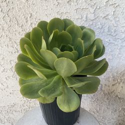 1 Gallon Pot Succulent Plant - Giant Aeonium Canariense - Webb & Berthel Velvet tree Aeonium - Rooted & Established - Drought Resistant 🪴