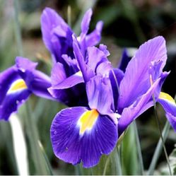 Iris  Plant