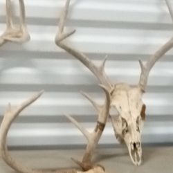 Whitetail Deer Skull With Skull