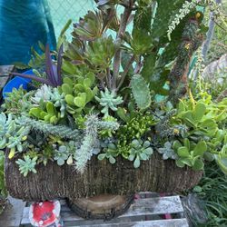 Cactus 🌵 Y Succulents Arrangements En Tronko 