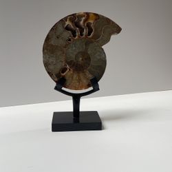 Fossil Ammonite